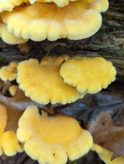 Phyllotopsis nidulans