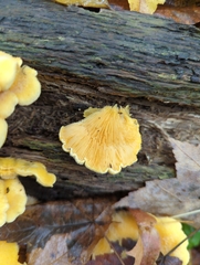 Phyllotopsis nidulans