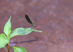 Neurobasis chinensis