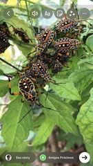 Pachylis nervosus