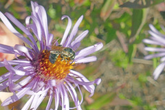 Ceratina