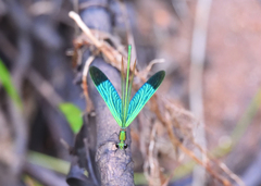 Neurobasis chinensis