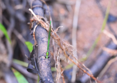 Neurobasis chinensis