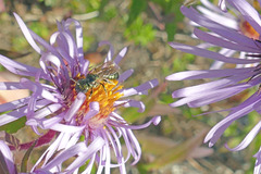 Ceratina