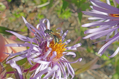 Ceratina