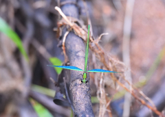 Neurobasis chinensis