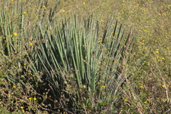 Yucca constricta