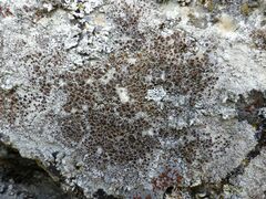 Lecanora