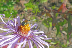 Ceratina