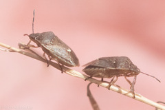 Holcostethus limbolarius