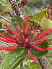 Embothrium coccineum