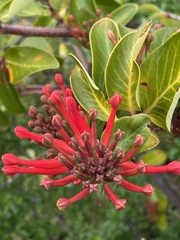 Embothrium coccineum