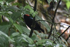 Chiroxiphia pareola