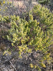 Maireana pyramidata
