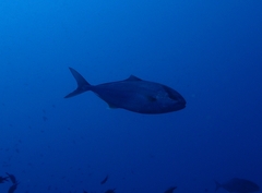 Seriola dumerili