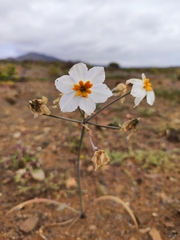 Leucocoryne coronata