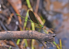 Neurobasis chinensis