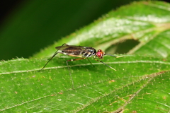 Micropezidae