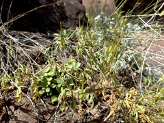 Erodium stephanianum