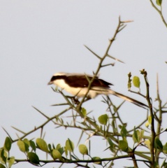 Lanius excubitoroides