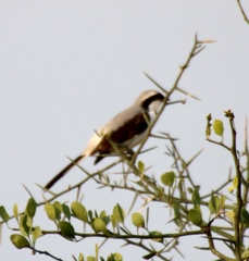 Lanius excubitoroides