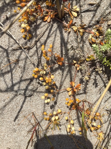 Pharnaceum cordifolium (Pharnaceum cordifolium)
