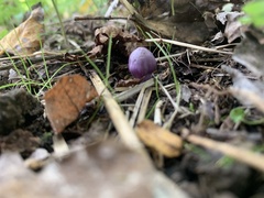 Inocybe lilacina