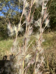 Andropogon ternarius