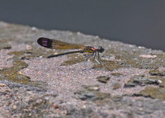 Heliocypha bisignata