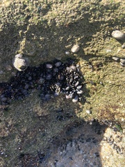 Brachidontes exustus