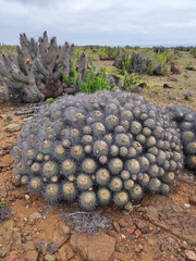 Copiapoa dealbata