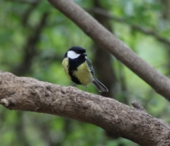 Parus major major