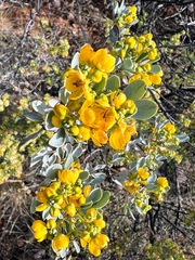 Senna artemisioides