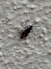 Oxycarenus lavaterae