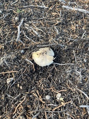 Battarrea phalloides