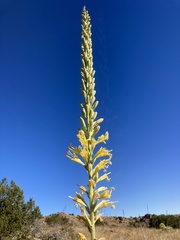 Agave schottii