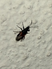 Oxycarenus lavaterae