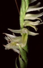 Spiranthes longilabris