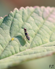 Trypanalebra maculata
