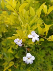 Duranta