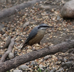 Sitta europaea caesia