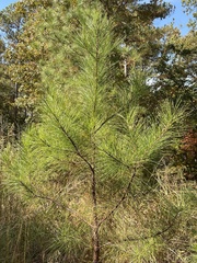 Pinus echinata