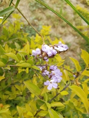 Duranta