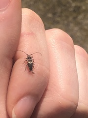 Pogonocherus hispidus