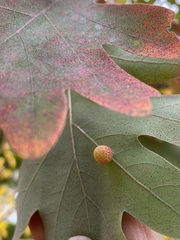 Acraspis pezomachoides