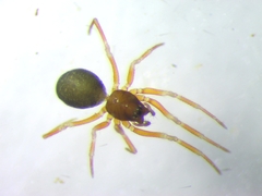 Didectoprocnemis cirtensis