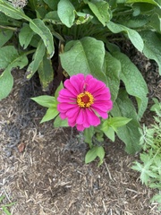 Zinnia
