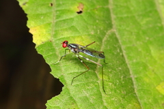 Rainieria