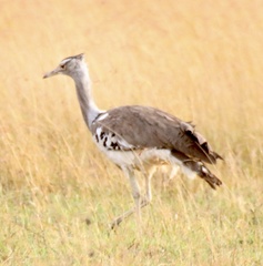 Ardeotis kori struthiunculus