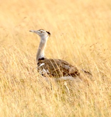 Ardeotis kori struthiunculus
